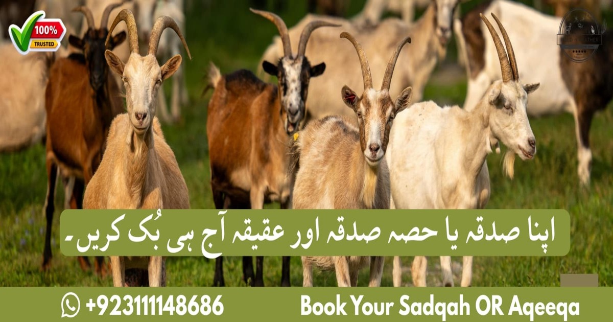 Farm Fresh Organic Halal Meat in Pakistan | Field 