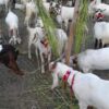 Online Bakra Sadqah Services