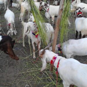 Online Bakra Sadqah Services