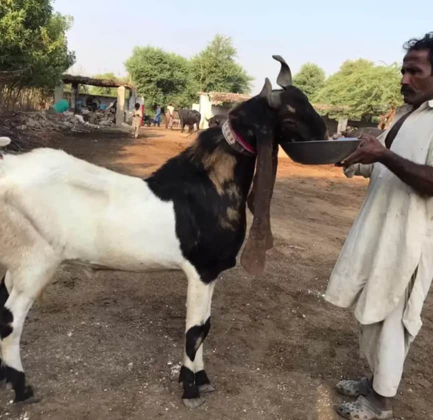 Online sadqah offices