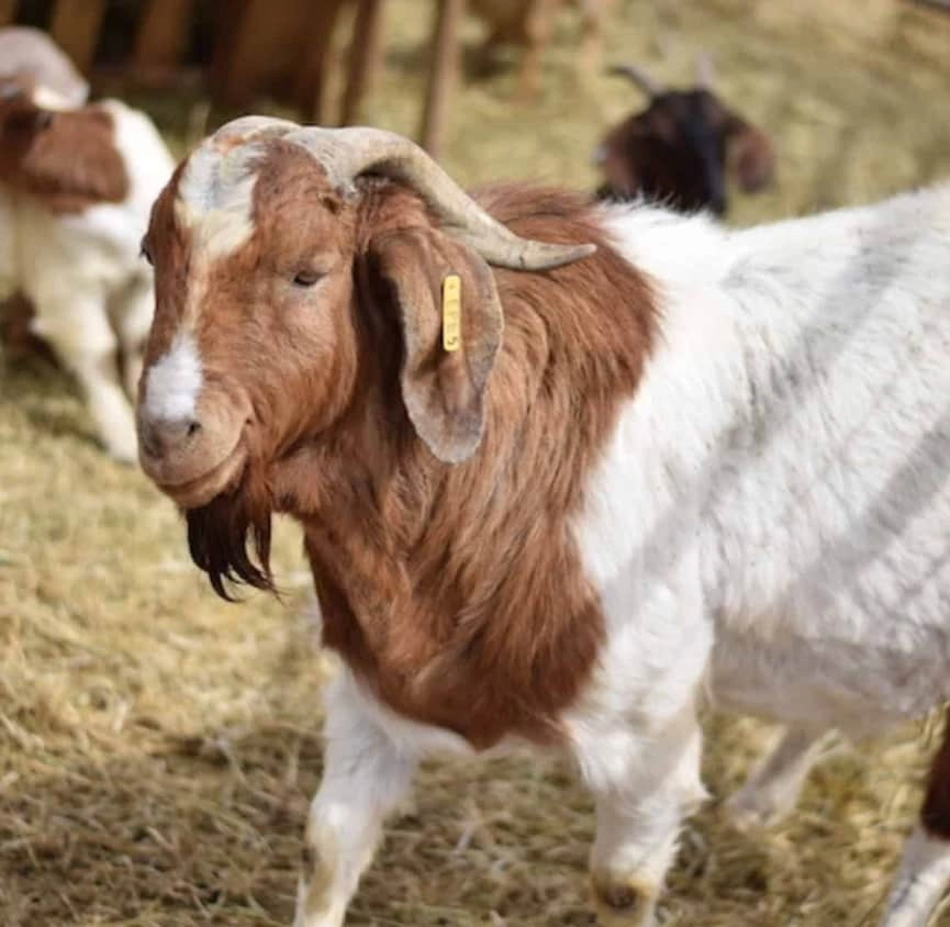 Healthy brown and white goat with a yellow ear tag for bakra sadqa services in Pakistan.