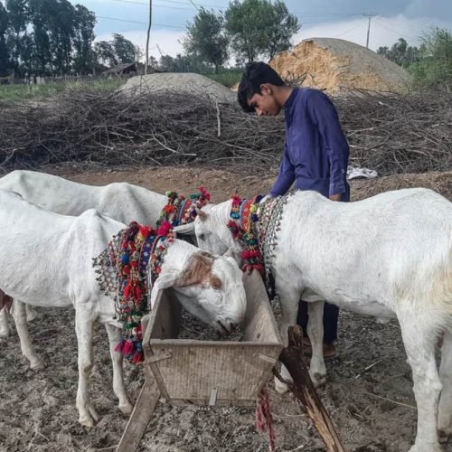 Healthy white goats for Bakra Sadqa eating from a trough in Pakistan.